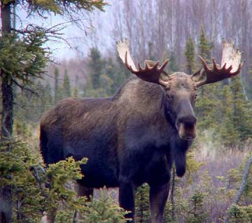 moose images